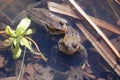 Two Frogs in a Pond Royalty Free Stock Photo