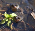 Two Frogs in a Pond