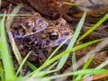 Two Frogs in Pond Peaking Above Water, Close Up Royalty Free Stock Photo