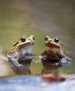 Two frogs in a pond Royalty Free Stock Photo