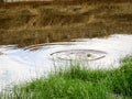 Two frogs in a pond in the Tankwa Karoo, semi desert area of South Africa