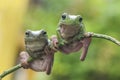 Two Frogs Royalty Free Stock Photo