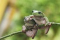 Two Frogs Royalty Free Stock Photo