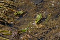 Two frogs sitting in the pond - Anura Royalty Free Stock Photo
