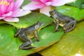 Two frogs sitting on water lilly pads.