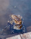 Two frogs sitting in the water in the pond Royalty Free Stock Photo