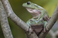 Two frogs stay on branch Royalty Free Stock Photo