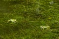 two frogs in swamp green nature environment space nature wild life photography spring season day Royalty Free Stock Photo