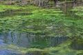 Two frogs in swamp, pond of murky water, full of green algae, animal wildlife. Royalty Free Stock Photo