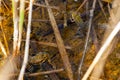 Two frogs in a swamp Royalty Free Stock Photo