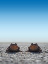 Two Frogs Toad on the road Royalty Free Stock Photo