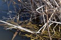 swamp lake with reed and a frog couple Royalty Free Stock Photo