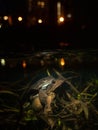 Two frogs mate at night with city lights in the background Royalty Free Stock Photo