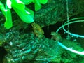 Two frogs were bathing in a pool of fish Royalty Free Stock Photo