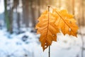 Two frosted maple leaves hang off a small tree in a snowy landscape during the winter Royalty Free Stock Photo