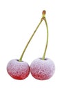 Two frozen cherries on white background Royalty Free Stock Photo