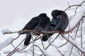 Two frozen pigeons sitting on a branch in the park Royalty Free Stock Photo