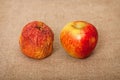 Two fruit against canvas - bad and good apples Royalty Free Stock Photo