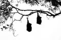 Two fruit bats hanging from a tree in silhouette Royalty Free Stock Photo