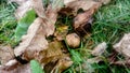 Two fruits of walnuts on the grass beneath the tree Royalty Free Stock Photo