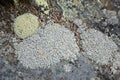 Two fruticose lichens on granite in Wilmot, New Hampshire Royalty Free Stock Photo