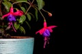 Two Fuchsia, Purple Red Isolated on Black Background