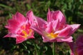 Two full blossoming pink tulip flowers of Peach Blossom hybrid