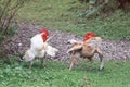 Two full of fight spread its wings and fluffed feathers on green grass