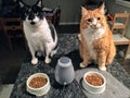 Two full grown cats, one an orange and white long haired maine coone and ragdoll mix, the other a large white and black tabby cat