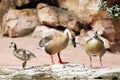 Two full-grown domestic geese with a cub, Anserinae