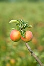 Two fully grown apples in an orchard Royalty Free Stock Photo