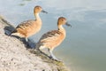 Fulvous Whistling-Ducks