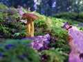 Two funnel chanterelles growing in the forest