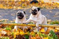 Two funny Akita dogs in an autumn park