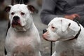 Two funny American Bulldogs