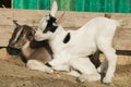 Two funny baby goats sitting on the ground Royalty Free Stock Photo