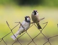 Two funny birds Sparrow sitting on a mesh fence in the summer in