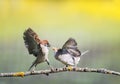 Two little funny birds sparrows on a branch in a sunny spring garden flapping their wings and beaks during a dispute