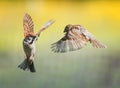 Two small funny birds sparrows fly in a sunny spring garden flapping their wings and beaks during the dispute Royalty Free Stock Photo