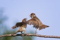 Two funny birds sparrows in the spring in the Park on a branch Royalty Free Stock Photo