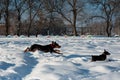 Two funny black pinchers play in the snow Royalty Free Stock Photo