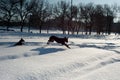 Two funny black pinchers play in the snow Royalty Free Stock Photo