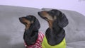 Two funny black and tan dachshunds in colored t-shirts obediently sit and carefully watch the commotion going on around