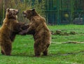 Two funny brown bears playing with each other, common animals in Eurasia