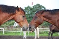 Two funny brown horses yawning