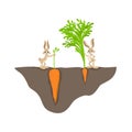 Two funny cartoon rabbit with small and big carrot on garden bed vector graphic illustration Royalty Free Stock Photo