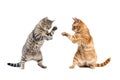 Two funny cats red and gray are boxing or fighting isolated on white background. Cat fight. Royalty Free Stock Photo