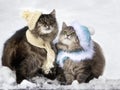 Two funny cats sitting on the snow Royalty Free Stock Photo