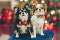 Two funny chihuahua pet friend dogs in bow tie sitting on padded stool on christmas tree with lights and toys in blur background