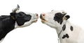 Two funny cow isolated on a white Royalty Free Stock Photo